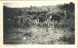 Ostrich Chicks (fl)