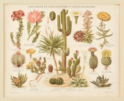 cca 1896 Kaktuszok és kaktusztermetű kövér növények, litográfia, Pallas Nagy Lexikona, Bp., Posner-ny., paszpartuban, javított, 22,5x28 cm