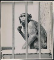 cca 1932 Kinszki Imre (1901-1945) budapesti fotóművész hagyatékából pecséttel jelzett vintage fotó (majom), 19,4x17,4 cm