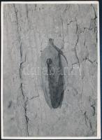 cca 1933 Kinszki Imre (1901-1945) budapesti fotóművész hagyatékából pecséttel jelzett vintage fotó (fa törzsén), sarkán kis törés, 16,5x11,8 cm