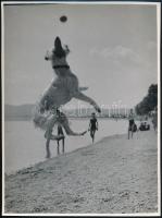 cca 1936 Kinszki Imre (1901-1945) budapesti fotóművész pecséttel jelzett vintage fotóművészeti alkotása (kutyás kép), a kutya hátán retusnyomok, 23,4x17,7 cm