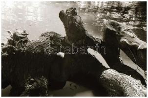 cca 1974 Kezdő fotómodellek iskolája, 25 db vintage NEGATÍV ismeretlen aktfotós archívumából, 24x36 ...