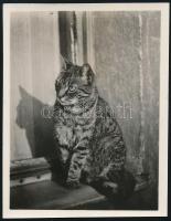 cca 1936 Kinszki Imre (1901-1945) budapesti fotóművész hagyatékából, jelzés nélküli vintage fotó (cica az ablakpárkányon, 8x6,1 cm