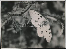 cca 1932 Kinszki Imre (1901-1945) budapesti fotóművész hagyatékából, pecséttel és aláírással jelzett vintage fotó (Apolló pillangó), két sarkán kis törés, 17,2x12,7 cm