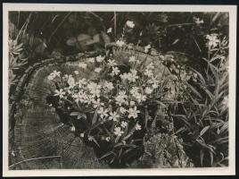cca 1929 Kinszki Imre (1901-1945) budapesti fotóművész hagyatékából, jelzés nélküli vintage fotó (a kivágott fa tuskójában virágok lakoznak), 6,2x8,5 cm