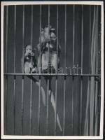 cca 1935 Kinszki Imre (1901-1945) budapesti fotóművész hagyatékából, pecséttel jelzett vintage fotó (koronás majom), 24x18 cm