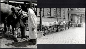 cca 1969 Budapesti Vágóhíd, Kotnyek Antal (1921-1990) budapesti fotóriporter hagyatékából 13 db jelzés nélküli vintage fotó, 23x16,7 cm és 24x18 cm között