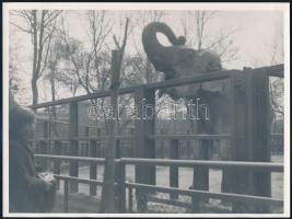 1940 Zsiráfot és elefántot ábrázoló állatkerti fotók, 2 db, szép állapotban, 23,5×17,5 cm