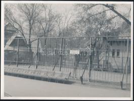 1940 Zsiráfot és elefántot ábrázoló állatkerti fotók, 2 db, szép állapotban, 23,5×17,5 cm