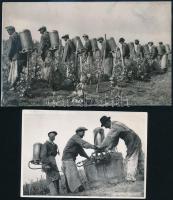 cca 1946 Szőlőpermetezés Dánszentmiklóson, 2 db fotó, hátoldalon feliratozva, 12,5×9 és 17×10,5 cm