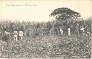 La Habana, Havana; Sugar-cane gathering (EK)