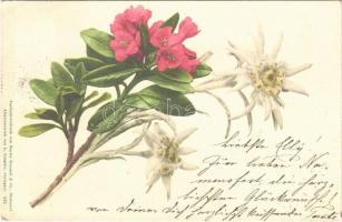 1901 Flowers with edelweiss (EK)