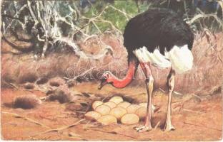 Ostrich with eggs. H.K. & Co. M. Serie 460.  (EB)