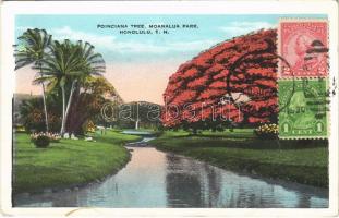 Honolulu, Poinciana Tree, Moanalua Park (EK)