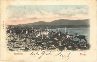 1906 Norge, Renhjord / reindeer herd (Rb)