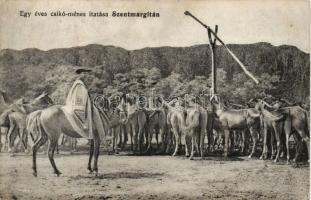 Szentmargita horse-stud (fl)