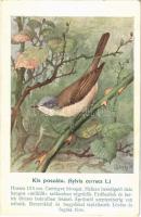 Kis poszáta (Sylvia curruca L.) M. kir. Ornithológiai Központ kiadása / Lesser whitethroat bird s: Csörgey (EK)