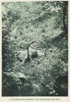 Nadler Herbert: Vadásznapok. Vadászévek. Elbeszélések és naplójegyzetek a szerző eredeti fényképeive...