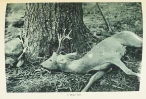 Nadler Herbert: Vadásznapok. Vadászévek. Elbeszélések és naplójegyzetek a szerző eredeti fényképeive...