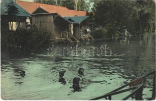 1917 Hévíz, Kórház a Csatorna-fürdővel. Lang János kiadása (fa)
