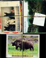 140 db állatokat ábrázoló modern lap