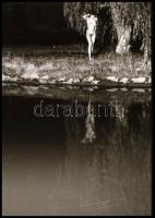 Akt felvételek különféle szerzőktől, eltérő időpontokból, 3 db vintage NEGATÍV, az egyik film kissé ...