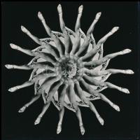 cca 1971 Nagy Ottó Sándor (1927-2013) székesfehérvári fotóművész hagyatékából vintage fotómontázs, jelzés nélkül, 17,7x17,7 cm