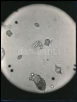 cca 1965 A tiszta ivóvíz mikroszkopikus vizsgálata, 2 db vintage fotó, 18x23,3 cm