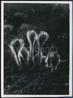 cca 1936 Kinszki Imre (1901-1945) budapesti fotóművész hagyatékából, a szerző által (írógéppel) feliratozott vintage fotóművészeti alkotás (mezei virág ellenfényben), 16x12 cm