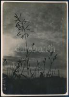 cca 1934 Kinszki Imre (1901-1945) budapesti fotóművész hagyatékából, pecséttel jelzett vintage fotóművészeti alkotás (égig érő mezei növények), 17,4x12,6 cm