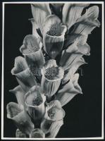 cca 1934 Kinszki Imre (1901-1945) budapesti fotóművész hagyatékából, a szerző által (írógéppel) feliratozott vintage fotóművészeti alkotás (Virágok), 23,3x17,2 cm