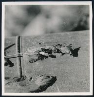 cca 1938 Kinszki Imre (1901-1945) budapesti fotóművész hagyatékából, jelzés nélküli vintage fotó (száraz levelek), 5,9x6 cm