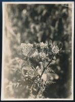 1934 Kinszki Imre (1901-1945) budapesti fotóművész hagyatékából, jelzés nélküli, de a szerző által feliratozott vintage fotó (pillangó), 8,3x6,1 cm