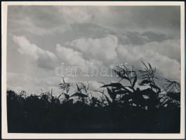 cca 1934 Kinszki Imre (1901-1945) budapesti fotóművész pecséttel jelzett vintage fotóművészeti alkotása (kukorica), 18x24 cm