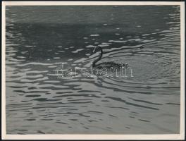 cca 1934 Kinszki Imre (1901-1945) budapesti fotóművész pecséttel jelzett és aláírt vintage fotóművészeti alkotása (vízi madár), sarkán törés, 18x24 cm