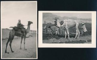 cca 1910 Egyiptom, 9 db vintage fotó és/vagy fotólap sokféle témáról (vízárus, arab piac, teve a szá...