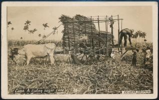 cca 1900 Kuba, cukornád ültetvény, vintage fotólap, 8,5x13,8 cm