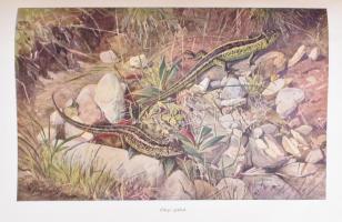 Alfred Edmund Brehm: Az állatok világa I-IV. Teljesen átdolgozta Dr. Walter Rammner. Bp., 1957-1959,...