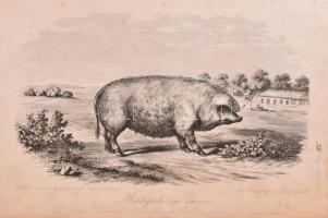 Stephens, Henry: Mezei gazdaság könyve, III. kötet. Pest, 1856, Herz János. Újrakötött egészvászon k...