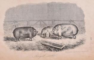 Stephens, Henry: Mezei gazdaság könyve, III. kötet. Pest, 1856, Herz János. Újrakötött egészvászon k...