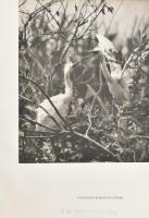 Ifj. Tildy Zoltán: Kisbalaton. Vertse Albert bevezetőjével. Ifj. Tildy Zoltán fotóival. Bp.,1953,Műv...