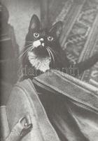 Tandori Dezső: "Kedves Samu..." Kónya Kálmán fotóival. Kondor Béla kiállításához. Hatvany ...