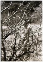 Több fotómodell közreműködésével, különböző időpontokban és eltérő helyszíneken készült, szolidan er...