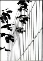 cca 1984 Kalocsai Rudolf (?-?) budapesti fotóriporter és fotóművész hagyatékából feliratozott vintage fotóművészeti alkotás (Üvegház), 40x30 cm