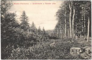 1911 Modor-Harmónia, Modor, Modra; Erdőrészlet a Sándor úton. Prein Lorand felvétele, Laczkovich Róbert kiadása / forest