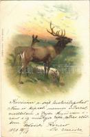 1898 Stag and deer, hunter art postcard. litho (EK)