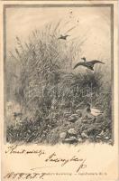 1899 Ducks, hunter art postcard. Theo. Stroefers Kunstverlag Jagd-Postkarte Nr. 6.