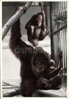 Budapest Zoo Orangutans