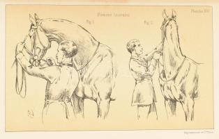 Fillis, James:  Principes de dressage et d'equitation
Paris, 1890. Flammarion. 375 p. + 35 t K...