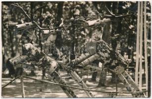 1933 Gödöllő, Cserkész Világ Jamboree: finn tábor fából faragott szarvasai Suomi, Eesti és Magyarország feliratokkal / IV. Scout Jamboree, Finnish scout camps wood carved deers. photo (Rb)